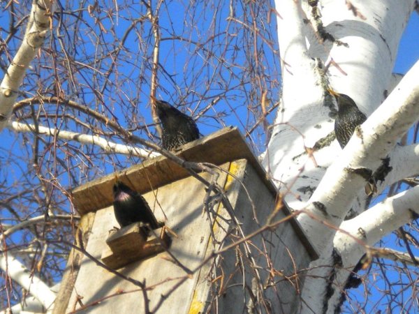 Скворцы Грачи Дрозды