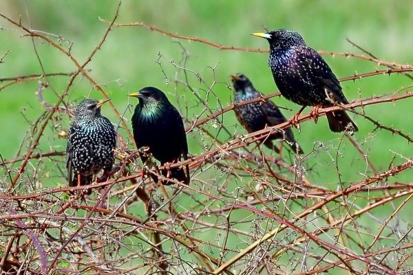 Весенний прилет Скворцов