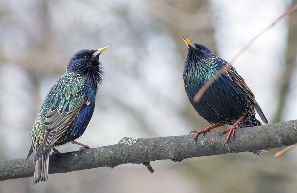 Скворцы в Башкирии