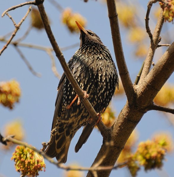 Птицы весной в городе