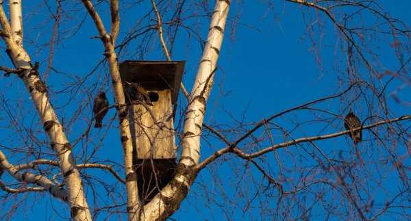 Скворцов Грачи прилетели