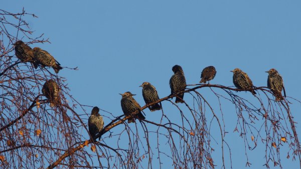 Весна скворечник скворец