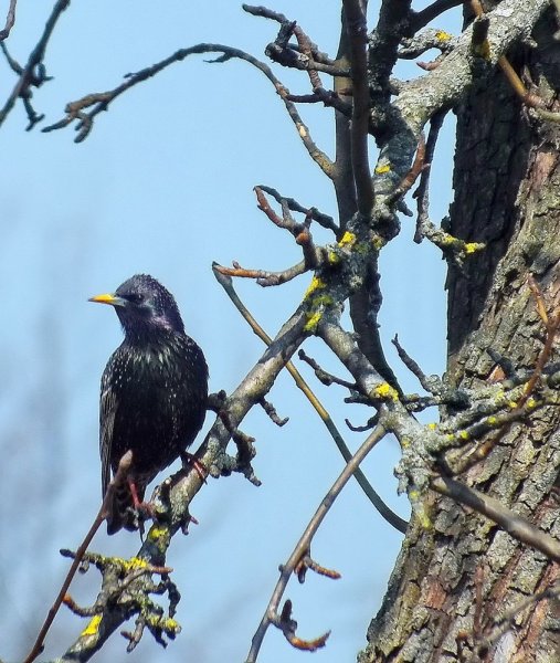 Прилет Скворцов весной