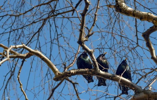 Ранняя Весна птицы