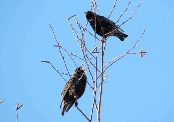 Сорока и скворечник
