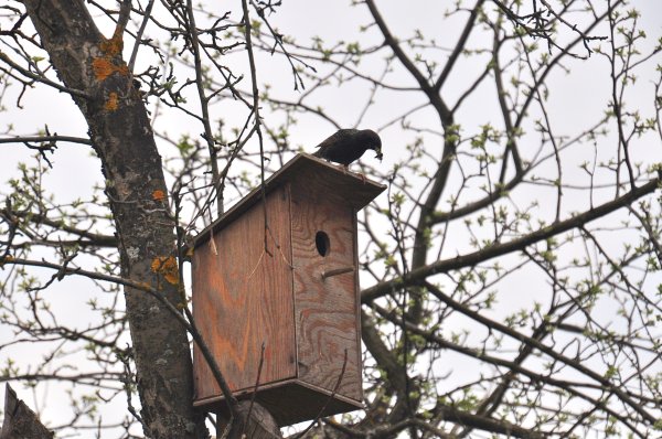 Василий Белов скворцы скворечник