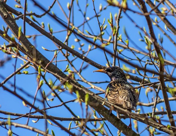 Скворец Скворушка скворечник