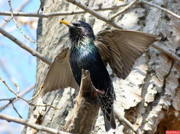 Птицы вестники весны