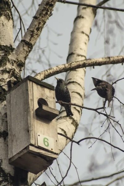 Белов скворцы