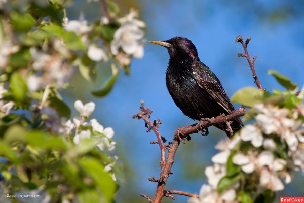 Весна скворечник скворец
