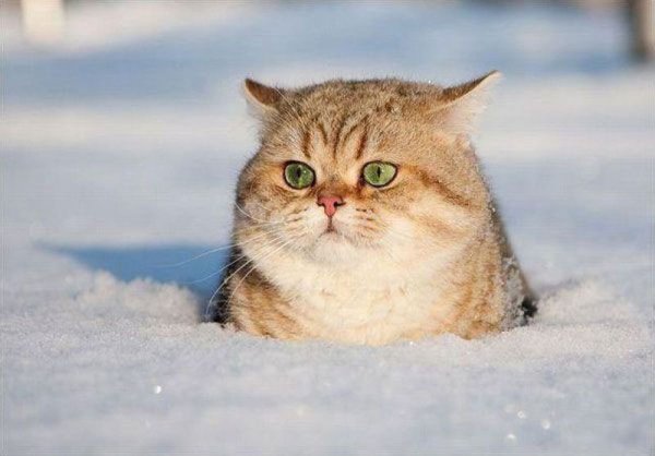 Утро снег кот