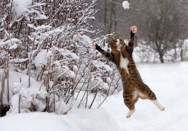 Котята зимой