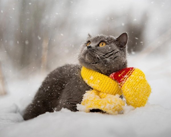 Ранняя Весна котики
