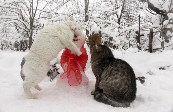 Опять снег
