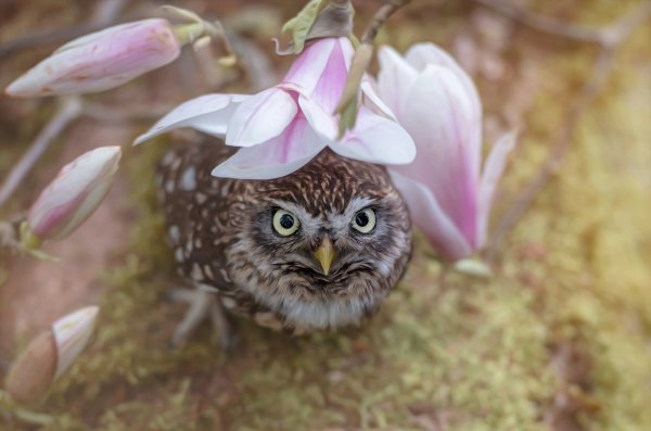 Летняя Сова