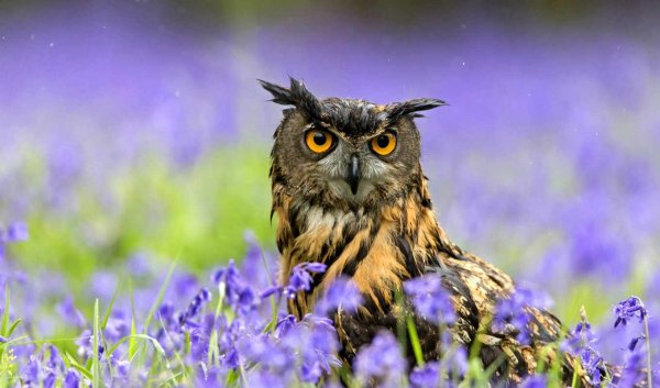 Совушка с цветами