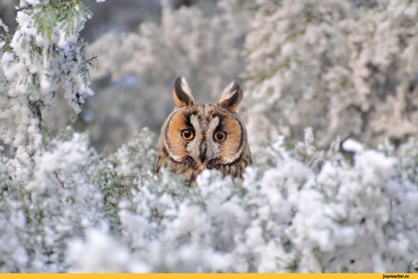 Сычик дом Совы