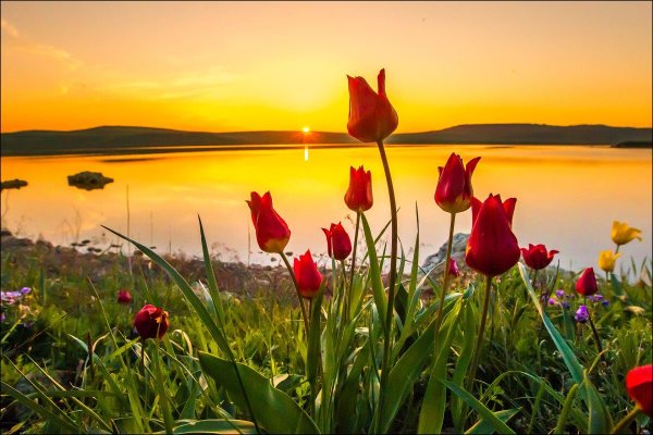 Дикие тюльпаны в Крыму