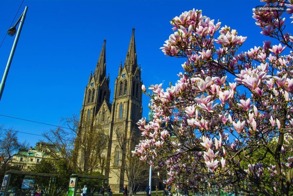 Цветение магнолии в Праге