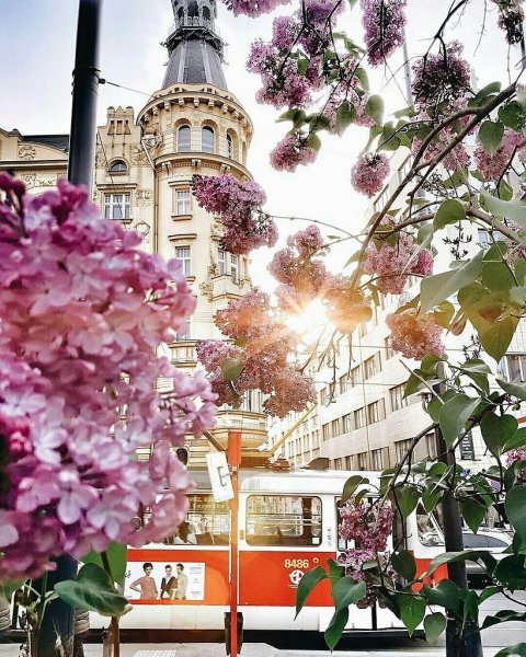 Цветение магнолии в Праге