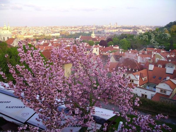 Цветущая Прага апрель