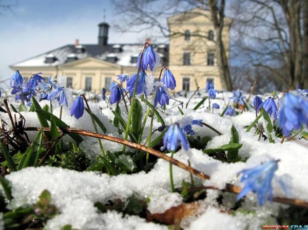 Пролески Весна Великобритания