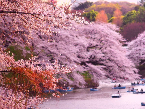 Парк Инокасира Токио