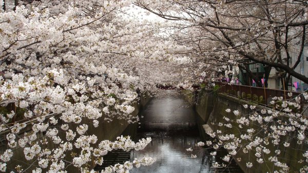 Сакура Тайхаку