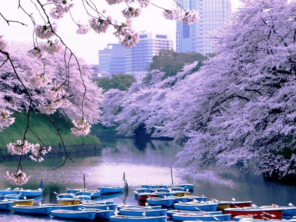 Киото Ханами