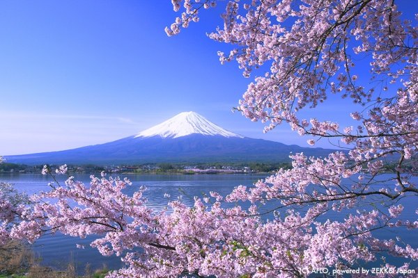 Япония гора Фудзияма и Сакура