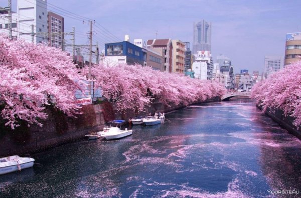 Йокогама Япония цветение Сакуры
