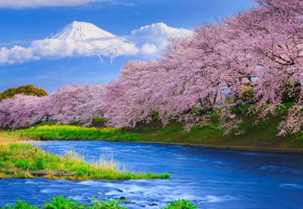 Цветущая Сакура и Фудзияма