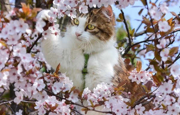 Кот Весна