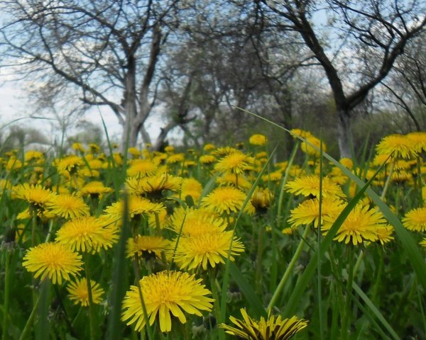 Одуванчик быррангский