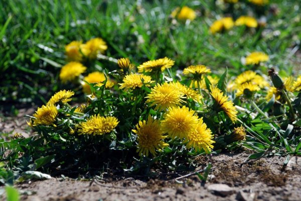 Первоцветы одуванчик