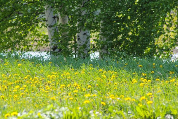 Солнечная Поляна с одуванчиками
