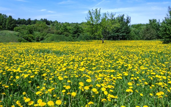 Одуванчиковое поле Россия
