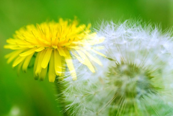 Одуванчик желтый и белый