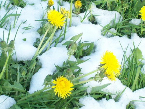 Одуванчики весной