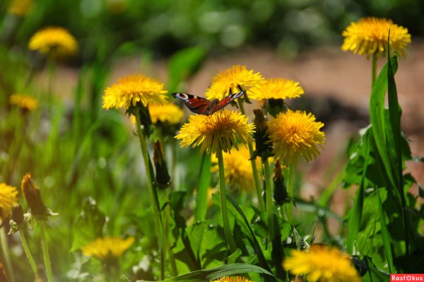 Светличная о. « майские одуванчики»