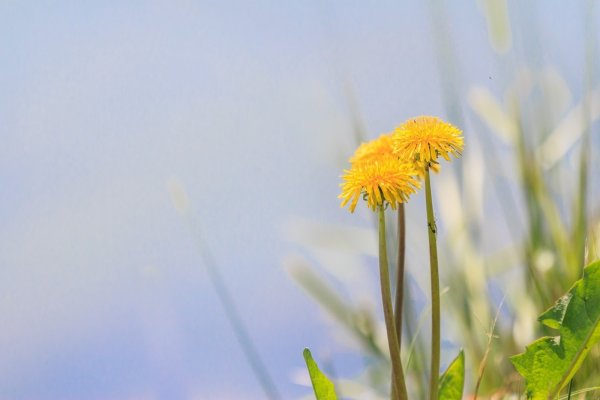 Весна одуванчики