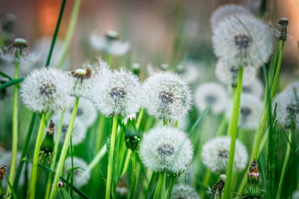 Одуванчик фото