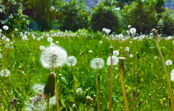 Одуванчик Лесной