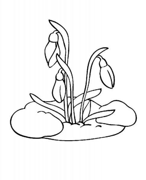 Береза раскраска