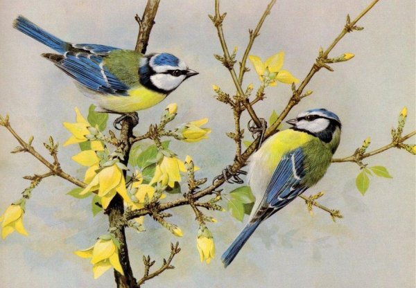 Птички в гнездышках рисование