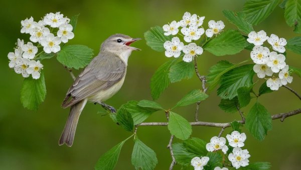 Английская художница Lucy Grossmith
