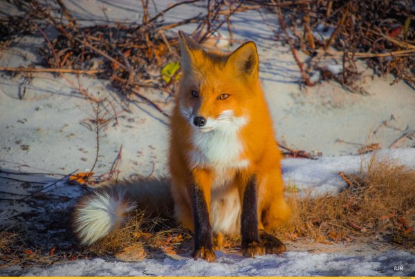 Якутская лисица