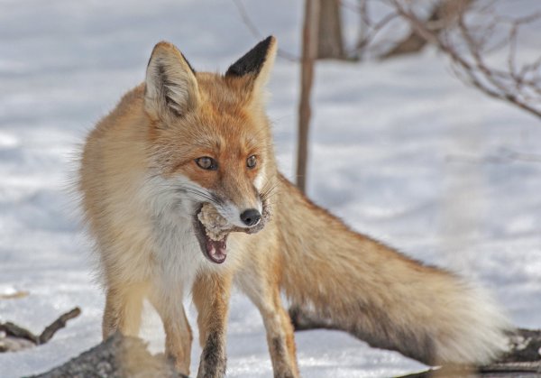 Лиса Весна крупно