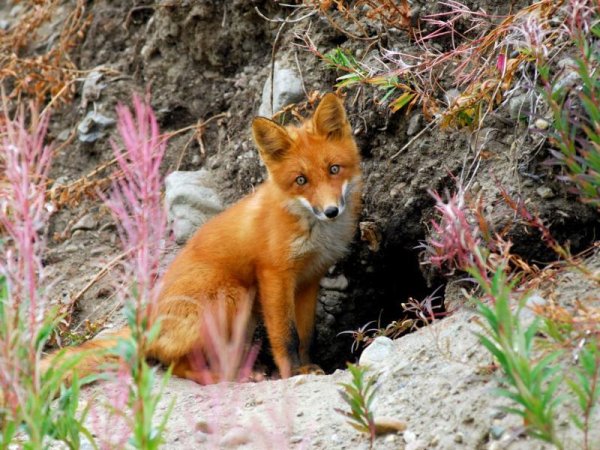 Лиса весной для детей