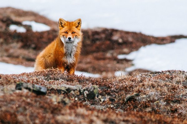 Лиса в тундре